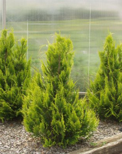 Chamaecyparis junifera "Yvonne"