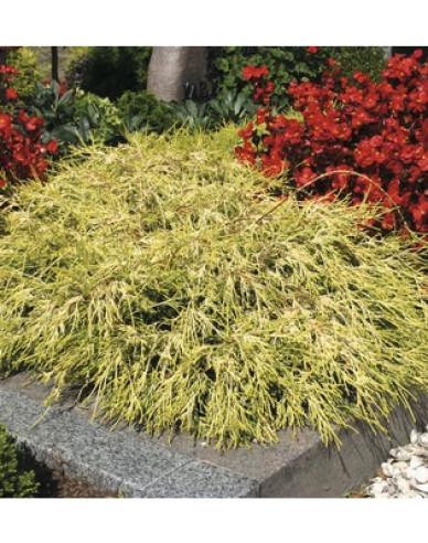 Chamaecyparis junifera  Sungold