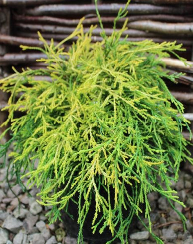 Chamaecyparis junifera  Sungold
