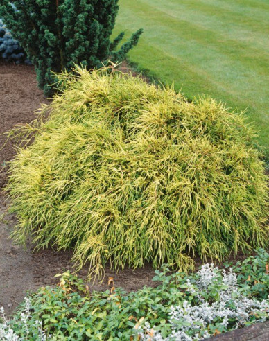 Chamaecyparis junifera  Sungold