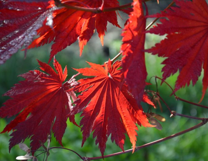 Arțar japonez Vitifolium