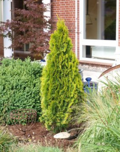Thuja de Vest "Golden Emerald"