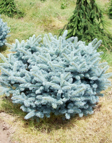 Molid "Glauca Globosa