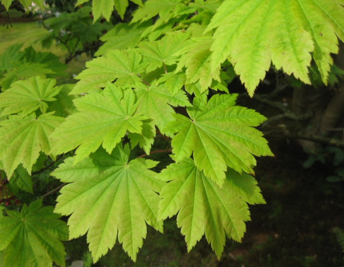 Arțar japonez Vitifolium