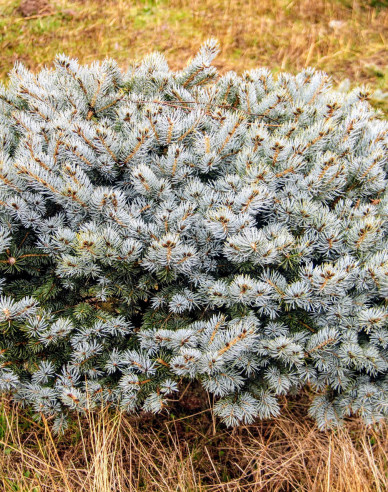 Molid "Glauca Globosa