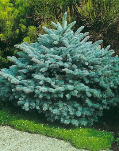 Molid "Glauca Globosa