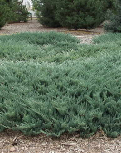 Lenupăr  Blue Chip