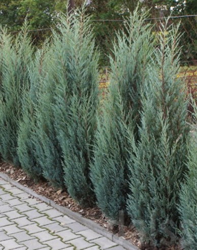 Ienupăr virginiana Blue Arrow