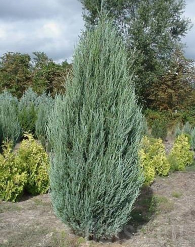 Ienupăr virginiana Blue Arrow