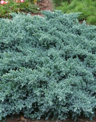 Lenupăr BLUE STAR