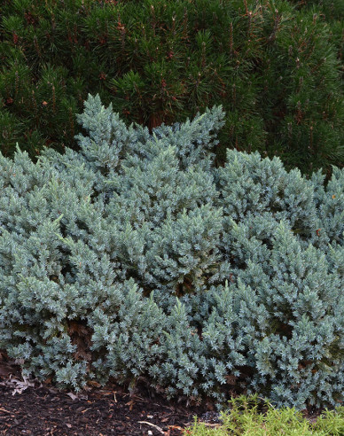 Lenupăr BLUE STAR