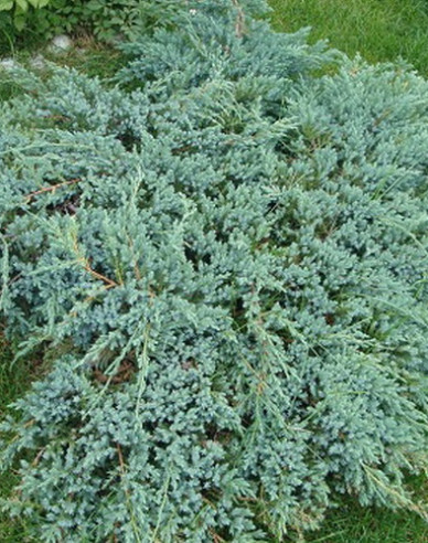 Lenupăr Blue Carpet
