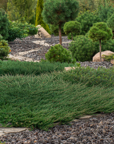 Lenupăr Green Carpet