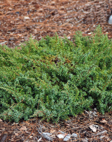 Lenupăr Green Carpet
