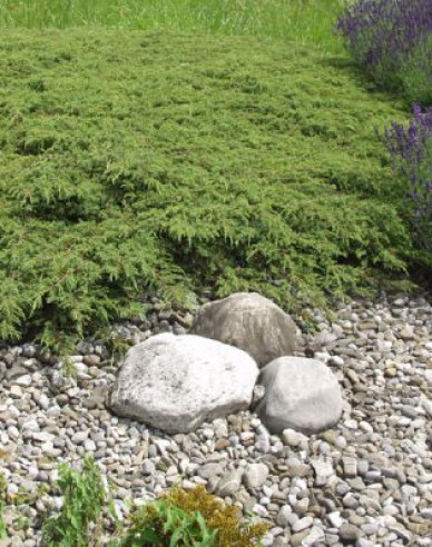 Lenupăr Green Carpet