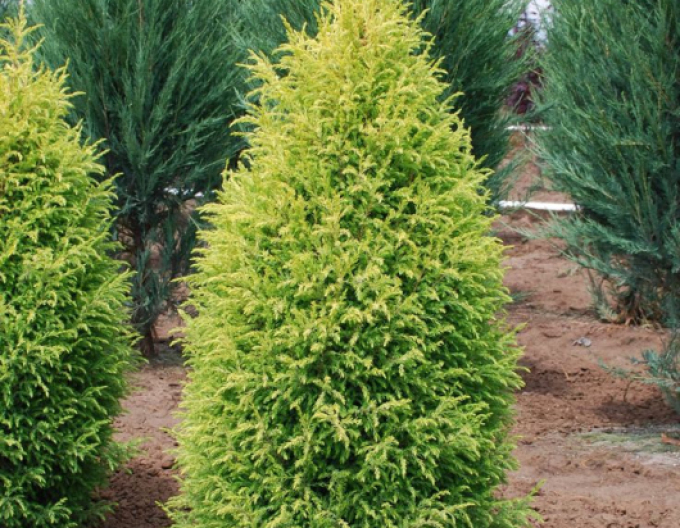 Ienupăr ´Gold Cone´