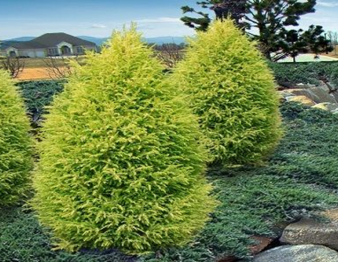 Ienupăr ´Gold Cone´