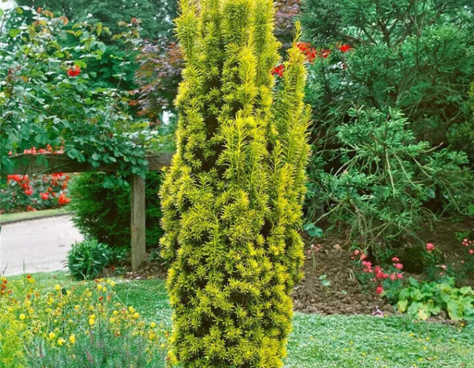Tisă îngustă