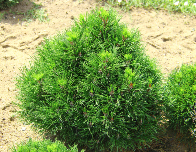 Pin de munte ´Varella´