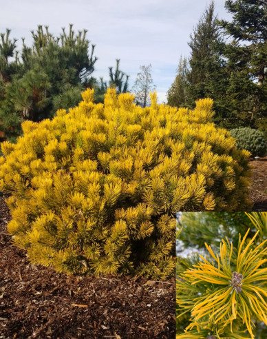 Pin de munte ´Wintergold´
