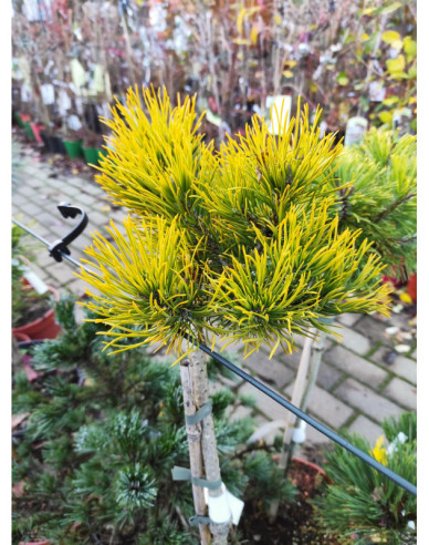 Pin Carsten´s Wintergold´ pe tulpină