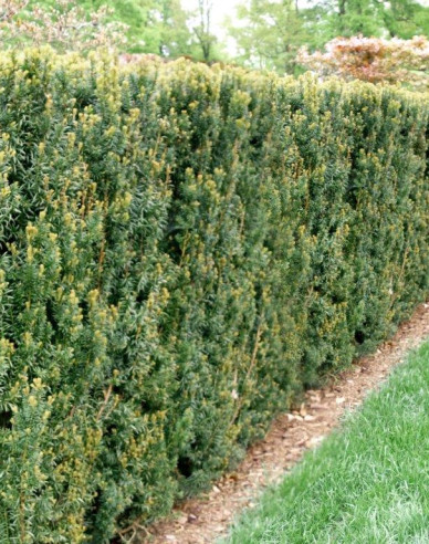 Tisă mijlocie ´Hillii´