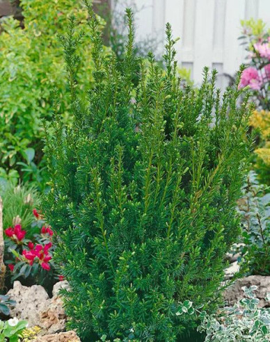 Tisă mijlocie ´Hillii´