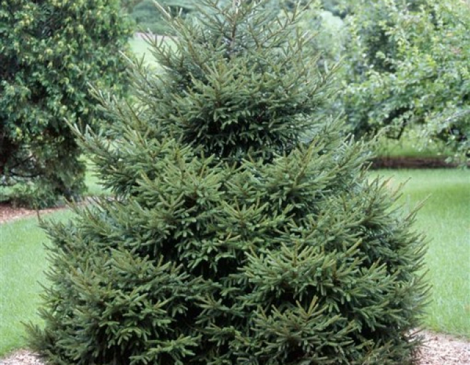 Molid de est ´Gracilis´