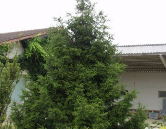 Molid de est ´Gracilis´