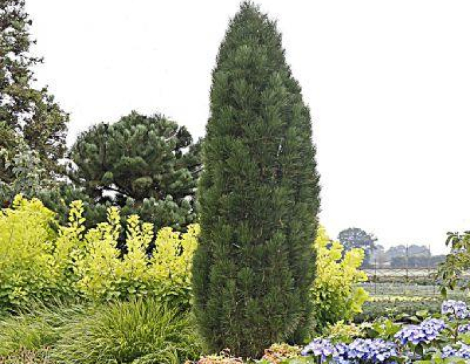 Pin negru Green Tower
