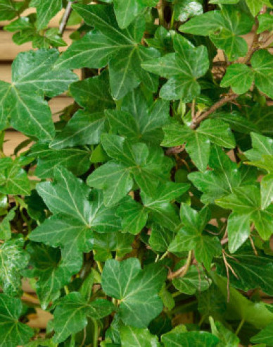 Iedera-cățărătoare Green Ripple