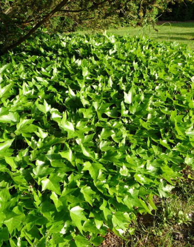Iedera-cățărătoare Green Ripple