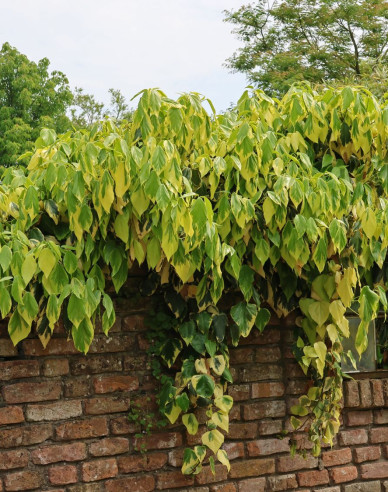 Iederă caucaziană Sulphur Heart
