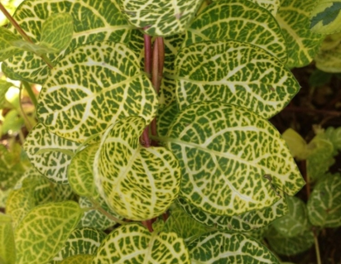 Caprifoi- japonez ´Aureoreticulata ´