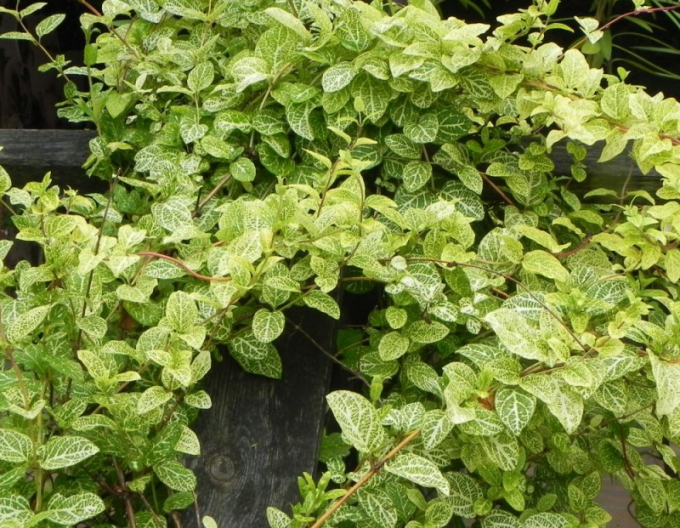 Caprifoi- japonez ´Aureoreticulata ´
