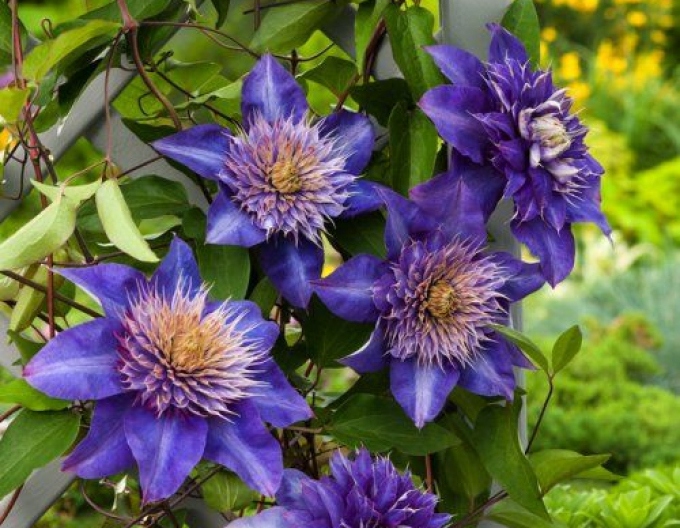 Clematis ´Multi albastru´