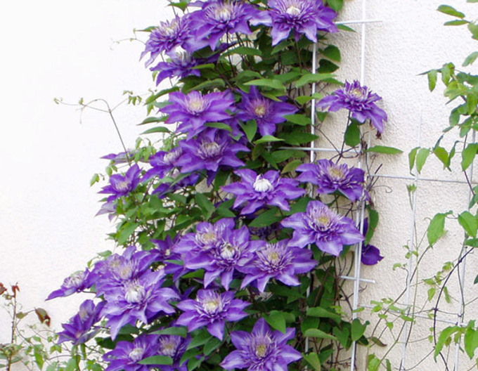 Clematis ´Multi albastru´