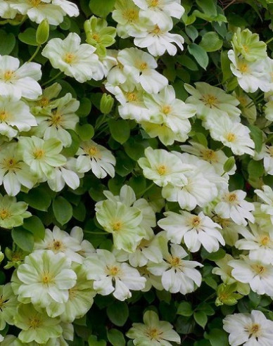Clematis Guernsey Cremă