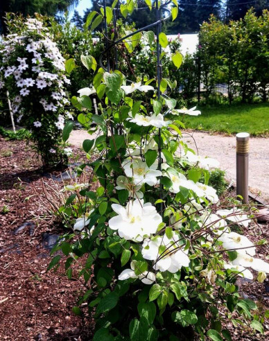 Clematis Guernsey Cremă