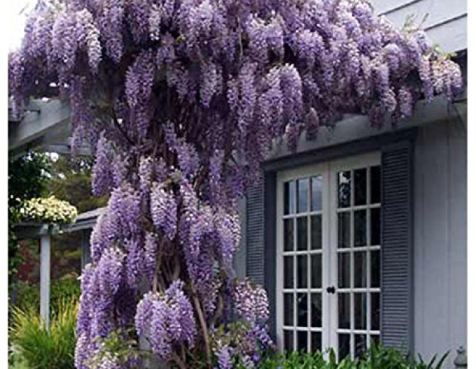 „Glicină„Wisteria chineză Prolific