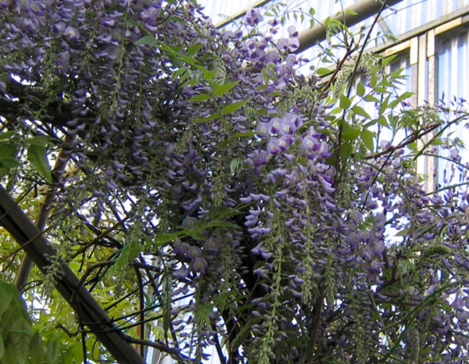 Wisteria chineză Prolific