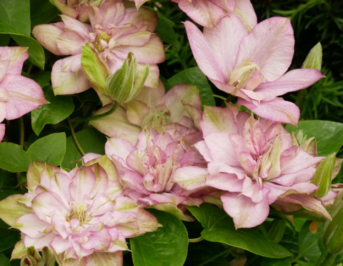 Clematis ´´Innocent Glance´´