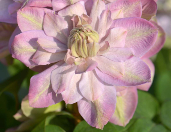 Clematis ´Innocent Blush´