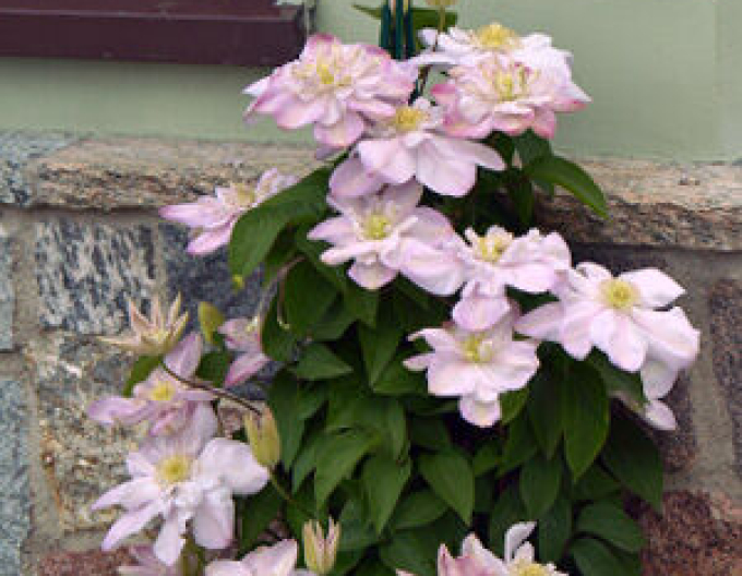 Clematis ´Innocent Blush´