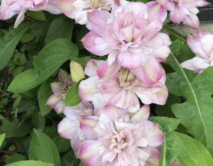 Clematis ´Innocent Blush´