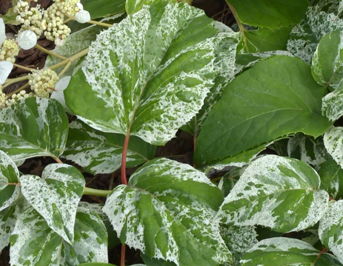 Schizophragma hydrangeoides ´Burst of Light´