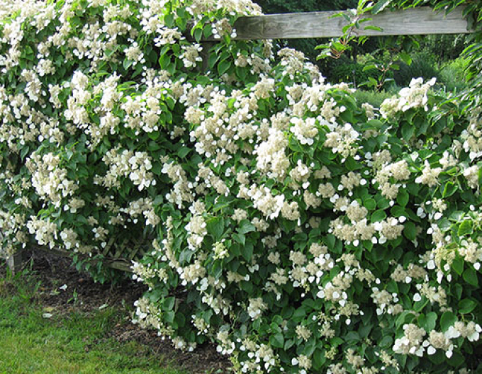 Schizophragma hydrangeoides ´Burst of Light´