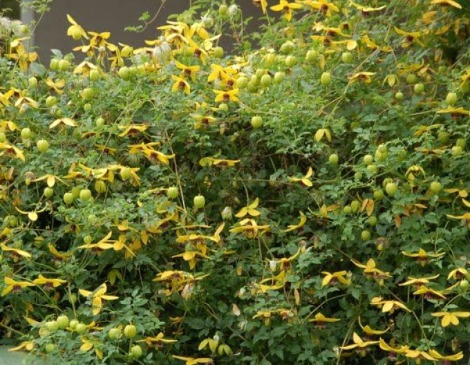 Clematis tanguta ´Golden Tiara´