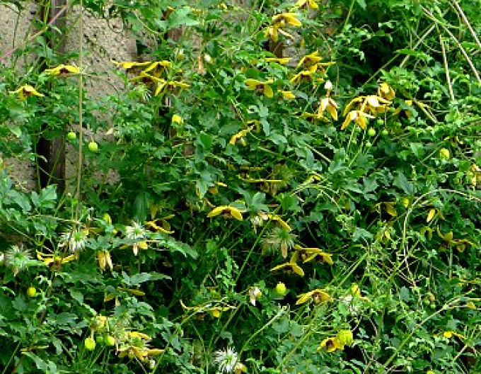 Clematis tanguta ´Golden Tiara´