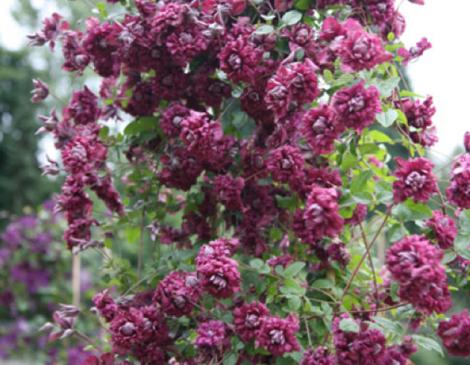Clematis Purpurea Plena Elegans
